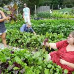 2019-07-23 Iris & Michelle hold beets, Catherine & Ned weed 7-23-2019 6-29-51 PM.51