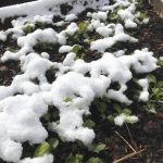 2020-05-09-Snow-on-salad-greens-BY-NED