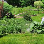 2020-05-20-Abby-digs-rhubarb-at-Sonyas