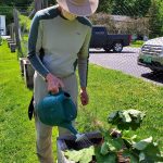 2020-05-20 Chris watering newly transplanted rhubarb