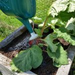 2020-05-20 Watering newly transplanted rhubarb