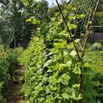 2020-07-25-Pole-beans-coming-along