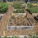 2020-08-01-Plot-8-rows-before-after-8-2-2020-2-20-48-PM