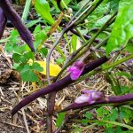 2020-08-01-Purple-bush-beans