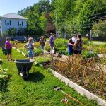 Garden-group-gathers-to-harvest