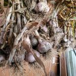 Seed-garlic-drying-in-the-garage