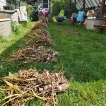 Susan-separates-garlic-into-share-bundles