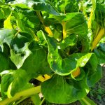 2020-09-16-Yellow-Chard-after-frost