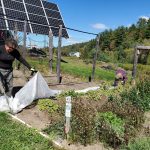 2020-09-Susan-uncovers-ground-cherries