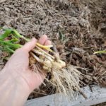Surprise-garlic-from-last-season-4-11-2021-5-20-06-PM