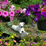 Doggie-among-the-flowers
