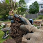 Ned-points-at-nodule-the-case-for-inoculant-4