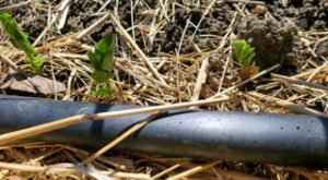 Tiny pea shoots coming up out of the earth near an irrigation drip hose