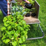 Seedlings-go-into-the-cart