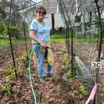 Susan-waters-newly-planted-cucumber-seedlings