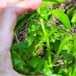 Basil-to-pick-showing-new-leaves-lower-down