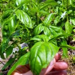 How-picked-basil-should-look