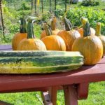Seed-pumpkins-on-picnic-table-10-23-21-2