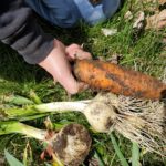 Found-carrot-and-garlic