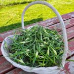 2019-07-14-Garlic-scapes-in-heart-basket-on-picnic-table-7-14-2019-3-25-53-PM.53