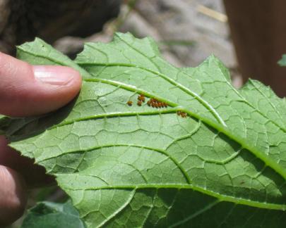 Dealing with Garden Pests: We’re Hosting a Workshop