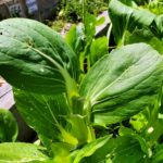 Baby-choi-with-pinched-outer-leaves_incorrect