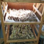 Seed-garlic-drying-on-racks