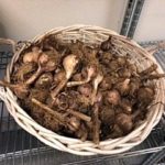 2022-08-04-Garlic-in-basket-at-food-pantry