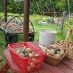 Potato-shares-with-onions-shares-in-background