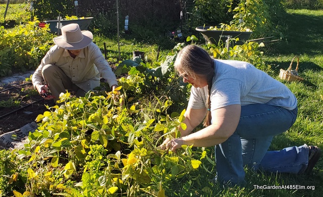 Harvesting Edamame—Except for the Seed Plants