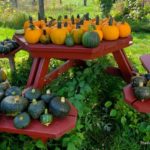 Picnic-table-of-buttercup-squash-seed-pumpkins