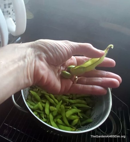 Edamame, Year Two