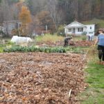 Leaves-spread-with-B-sprouts-and-gardeners-in-background