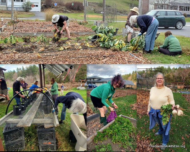 Last garden work party: brussels sprouts harvest