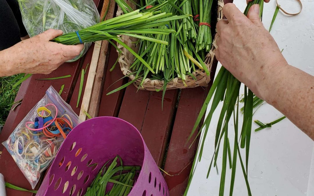 Gleaning Herbs for Donation