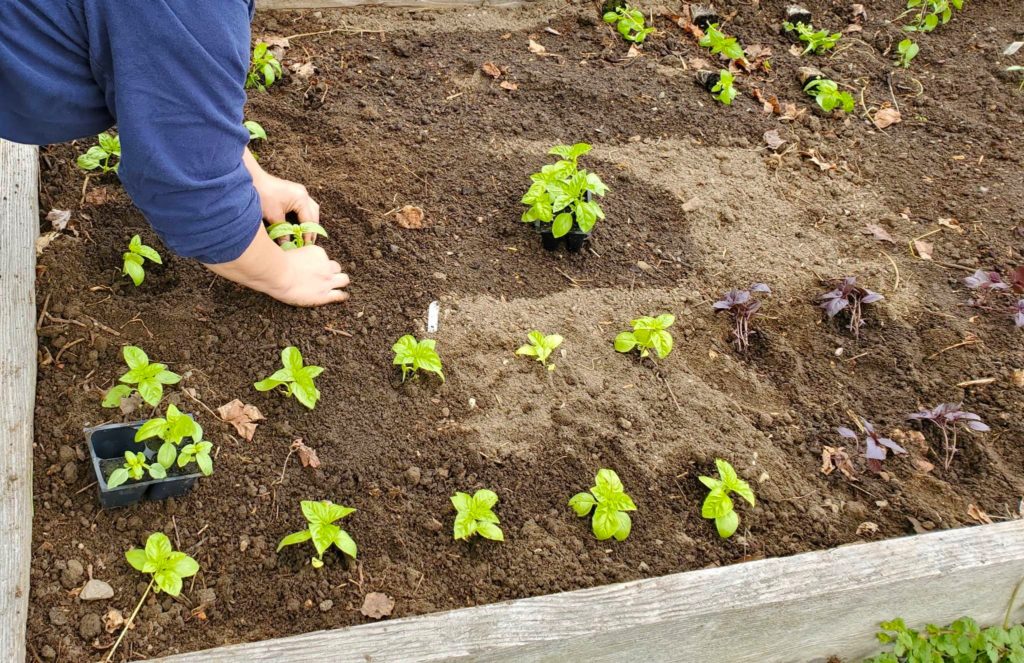 This image has an empty alt attribute; its file name is Amy-plants-basil-seedlings-1024x663.jpg