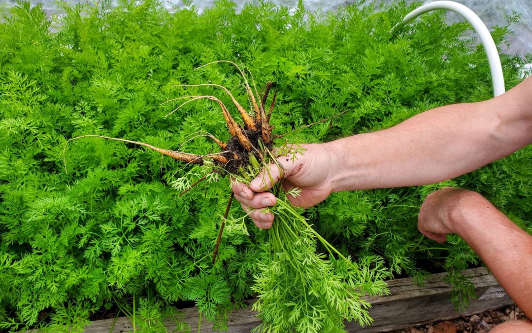 How to Thin a Carrot