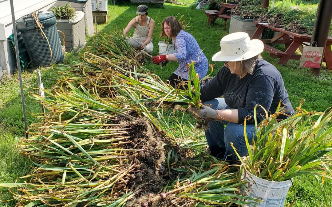 Garlic to Seed and to Feed