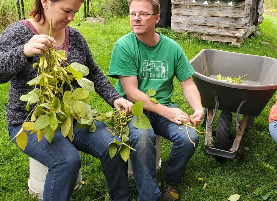 Harvesting, Processing, Cooking, and Eating Edamame