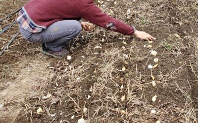 Planting Garlic in 2023 to Harvest in 2024