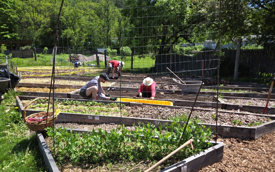 Memorial Day Weekend Garden Scramble