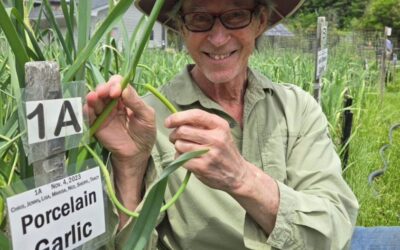 Garlic Scapes: A Delicious Garden Task