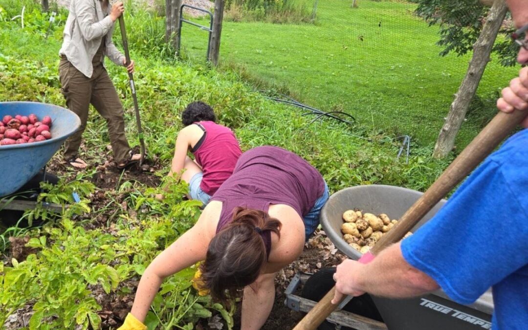 Potato and Shallot Harvest