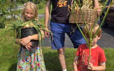 Aromatic Garlic Harvest Day