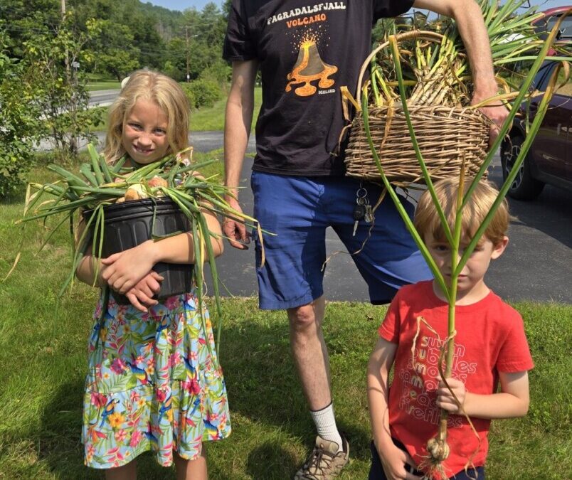 Aromatic Garlic Harvest Day