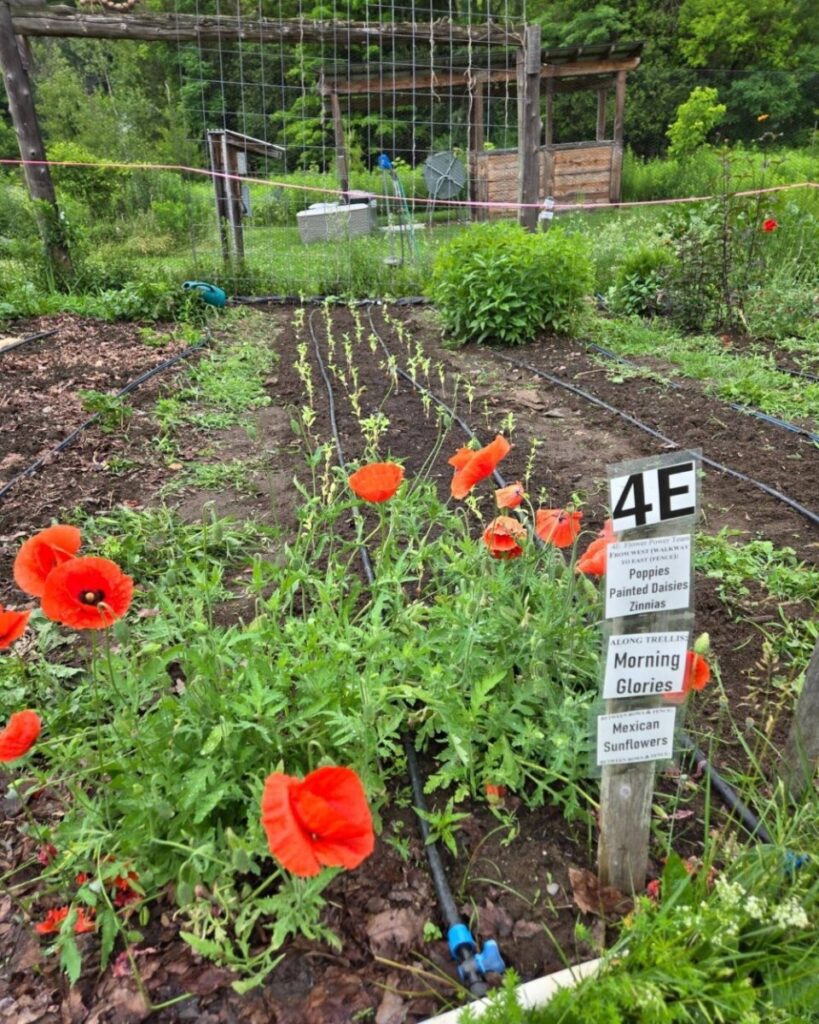 Photo shows red poppies growing in front of immature flower seedlings and unplanted rows of earth