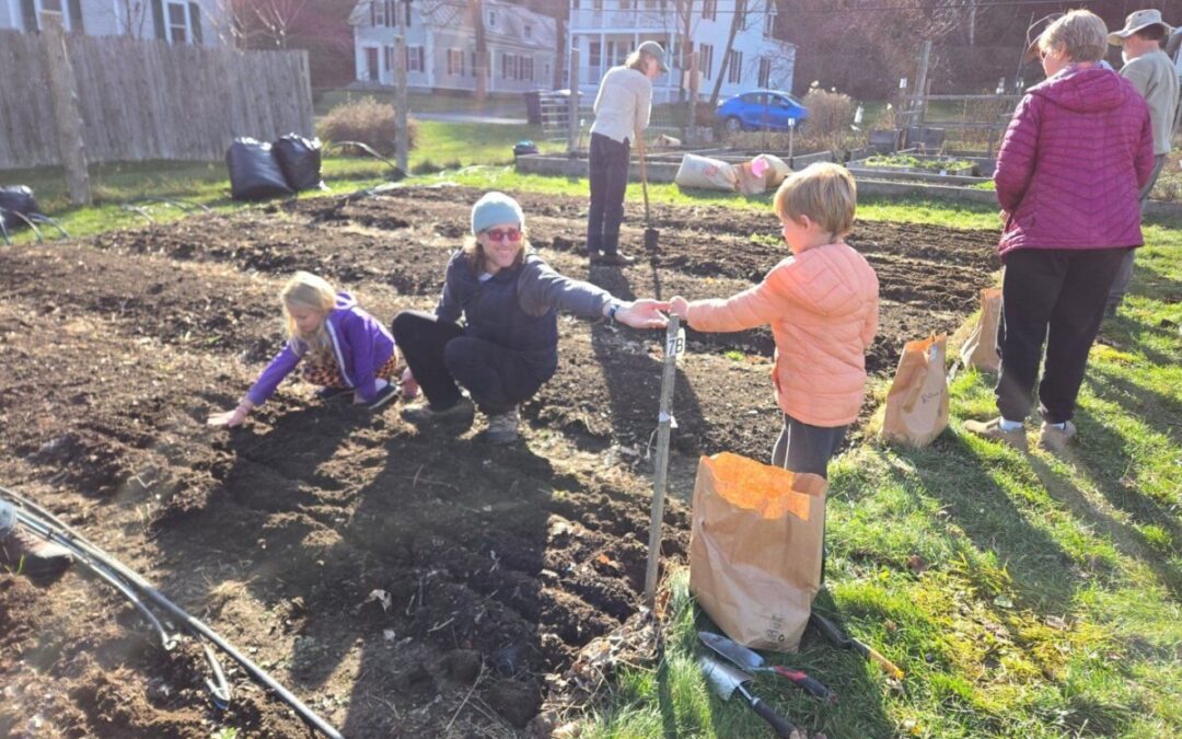 Prepping and Planting Next Season’s Garlic