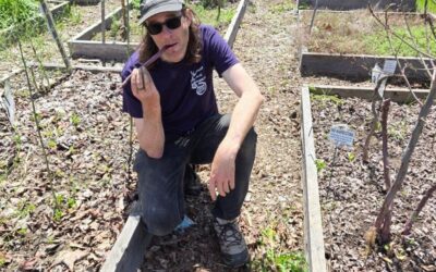 A Quick Taste of a Delicious Crop