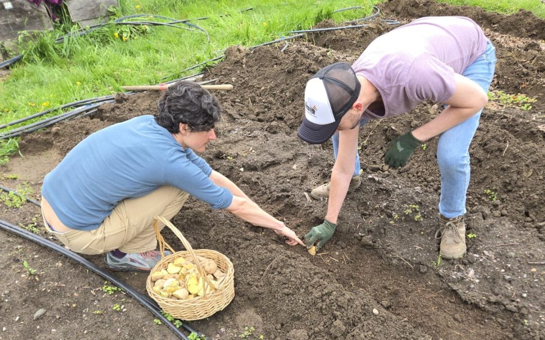 The Many Steps of Potato Planting