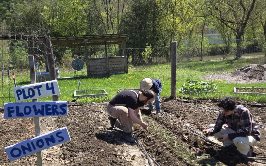 Plant Onions Early for Bigger Bounty Later